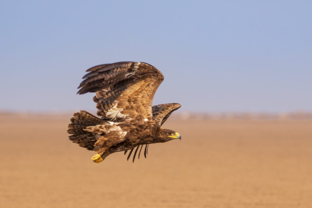 El águila esteparia (Aquila nipalensis) es una especie de ave accipitriforme que habita en Eurasia, desde Rumanía hasta Mongolia. Es una especie migratoria que inverna en África y la India. Foto: cortesía Hardik Shelat/Shutterstock