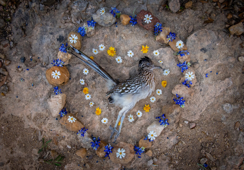 “See Them All”. Créditos: cortesía de Amanda Stronza.