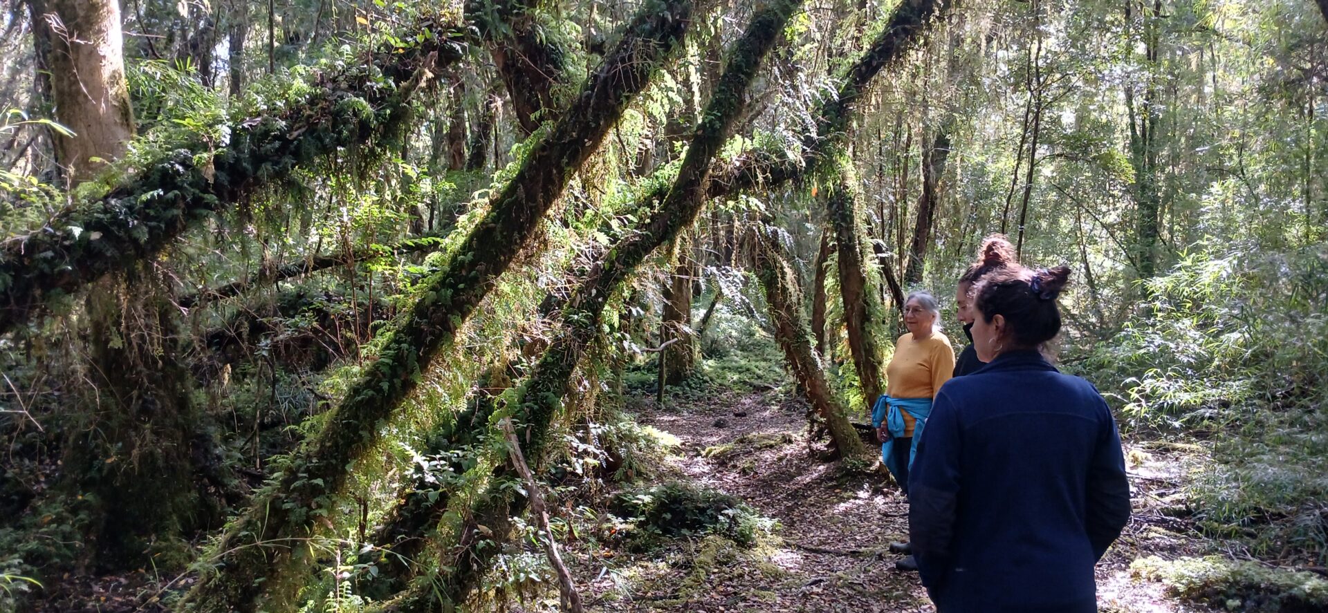 Custodios de las turberas de Chiloé: cuatro chilotes que han dedicado su vida para conservar la biodiversidad de la isla
