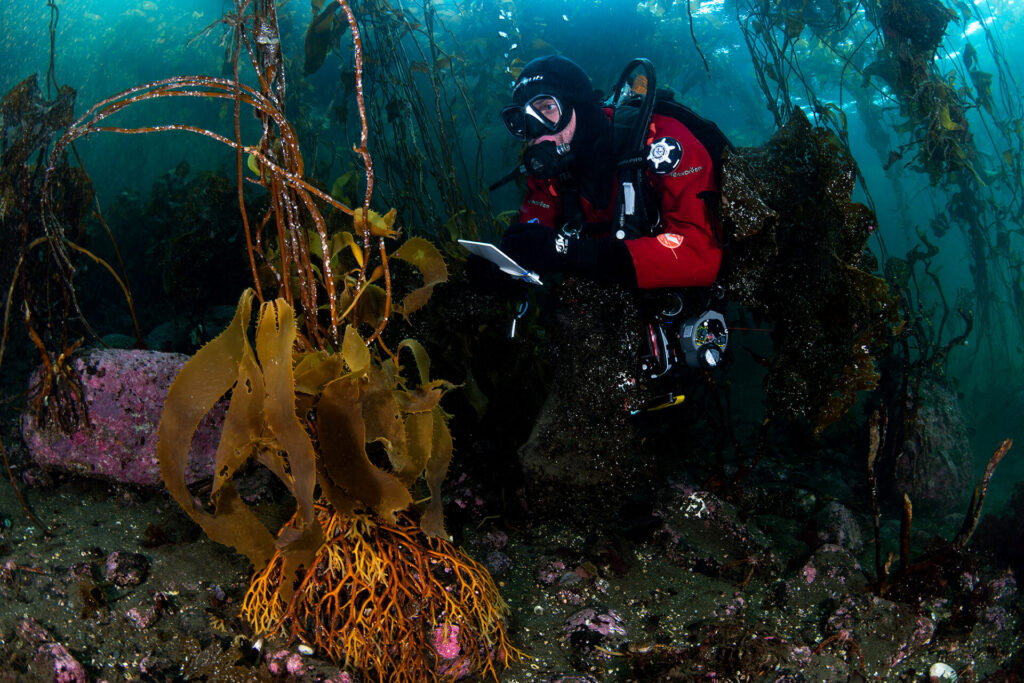 Trabajo Submarino Créditos: Eduardo Sorensen para Rewilding Chile