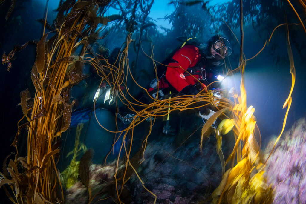 Trabajo Submarino Créditos: Eduardo Sorensen para Rewilding Chile