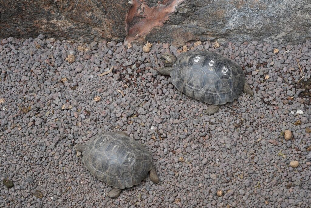Crías de tortugas gigantes en el centro de crianza Arnaldo Tupiza, de la isla Isabela. En algunos individuos, los números de registro que se aplican sobre sus caparazones lucen difusos o prácticamente ilegibles. Fotos: Diego Cazar Baquero