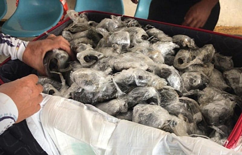 Crías de tortugas gigantes decomisadas en poder del policía Nixon Polo, en 2021. Foto: Fiscalía General del Estado