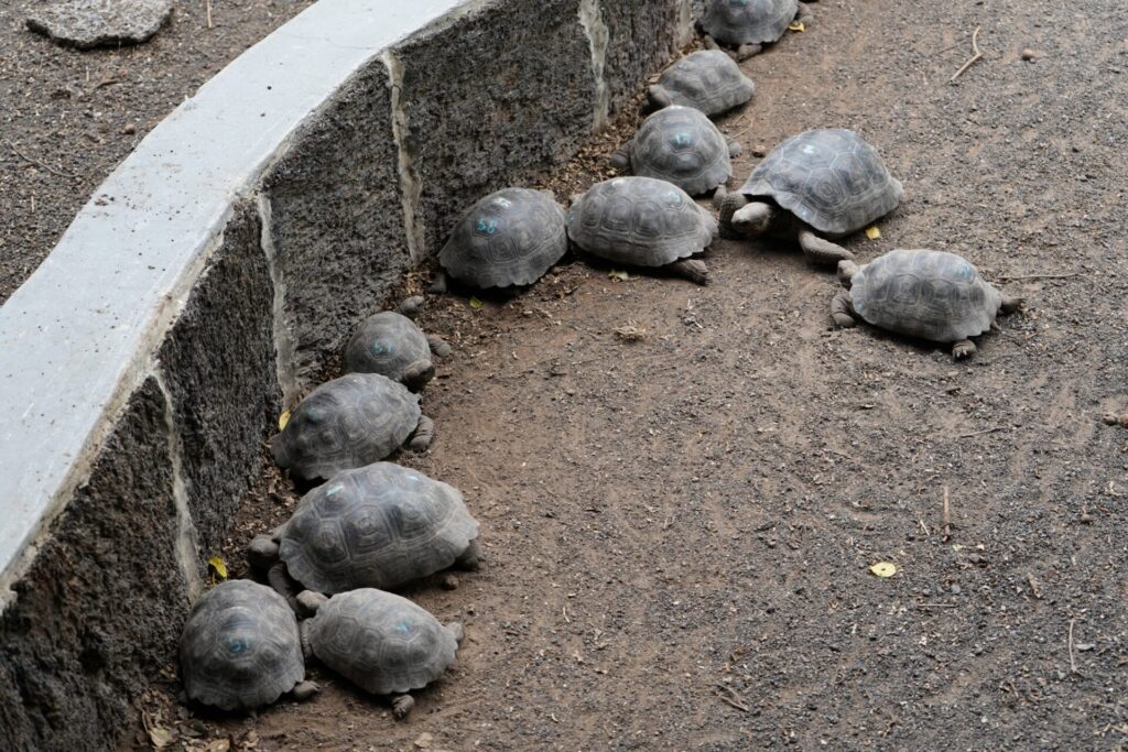 Crías de tortugas gigantes en el centro de crianza Arnaldo Tupiza, de la isla Isabela. En algunos individuos, los números de registro que se aplican sobre sus caparazones lucen difusos o prácticamente ilegibles. Fotos: Diego Cazar Baquero