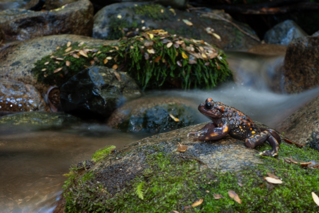 Sapito hermoso (Telmatobufo venustus). Créditos: ©Andrés "Andy" Charrier