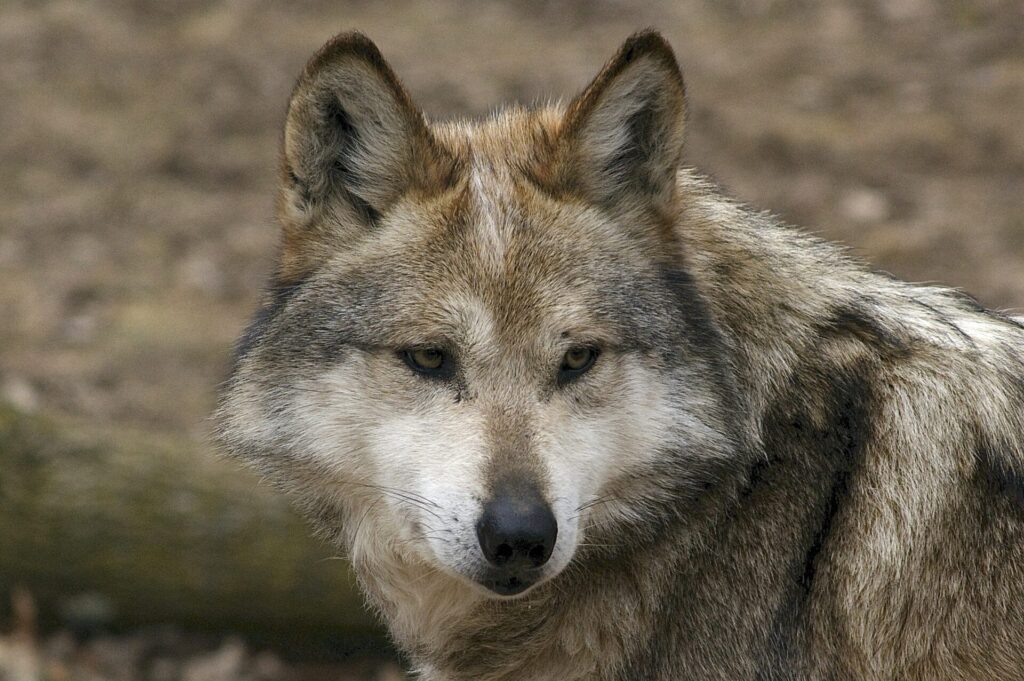     La nueva orden ejecutiva de Donald Trump instruye al Departamento del Interior a evaluar si el lobo gris y el lobo gris mexicano cumplen los criterios para retirar o reducir su protección bajo la Ley de Especies en Peligro de Extinción. Créditos: Ucumari Photography