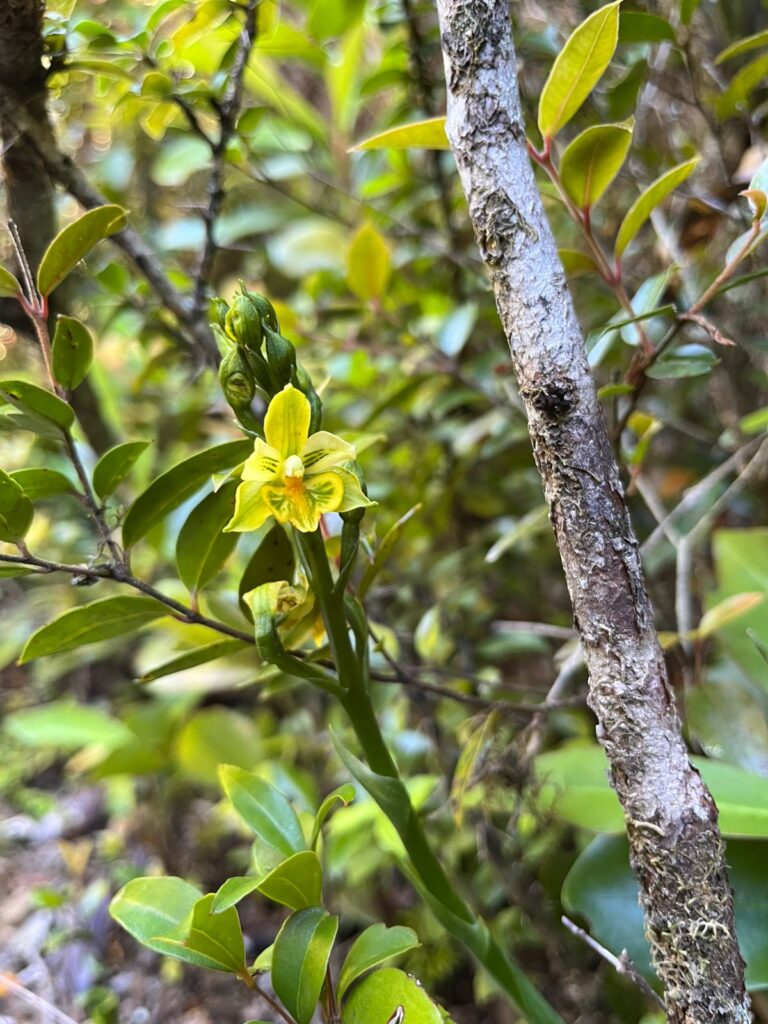 Créditos: Centro de Conservación de Orquídeas Chilenas (CECORCH)