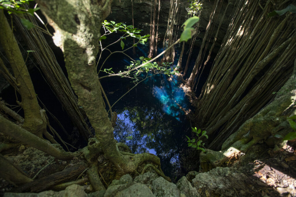 Los cenotes son "ventanas" naturales hacia el agua subterránea. Además de su importancia para las comunidades, estos ambientes pueden albergar organismos especializados que dependen de condiciones ecológicas particulares. Créditos: Greenpeace México / Sara Escobar 