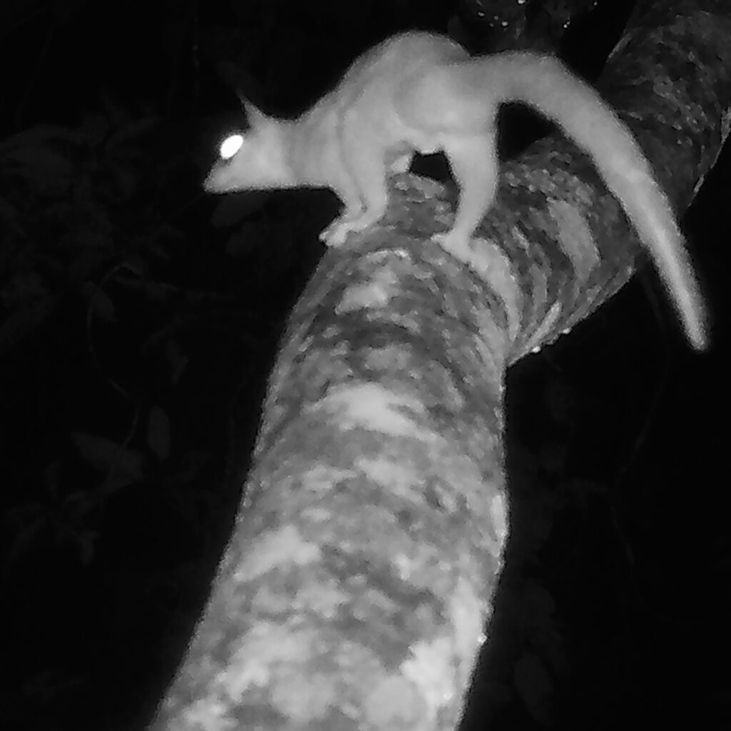 El registro estrella del estudio es la Glironia venusta, una especie Casi Amenazada en Bolivia y de la que existe muy poca información científica. Foto: cortesía Luis Acosta