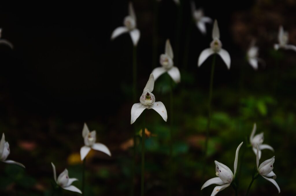 Créditos: Centro de Conservación de Orquídeas Chilenas (CECORCH)