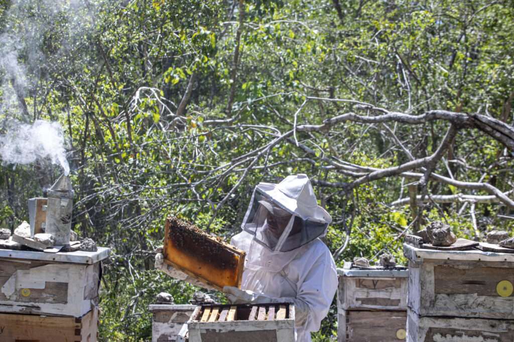 Las abejas cumplen una función importante en la polinización y en el mantenimiento de los ecosistemas de Yucatán. Para las comunidades apicultoras, la conservación del ecosistema y la vegetación nativa también está vinculada con la producción de miel y el sustento familiar. Créditos: Greenpeace México / Sara Escobar