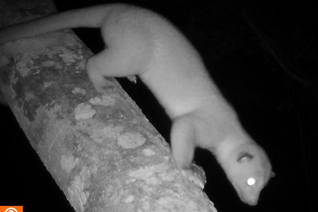 Un ejemplar de la especie Potos flavus, conocido como mono michi, cusumbo o perro de monte, un pariente de los mapaches. Foto: cortesía Luis Acosta