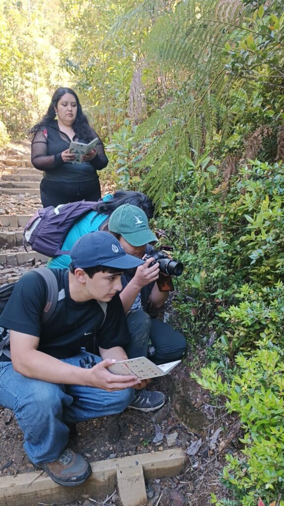 Créditos: Centro de Conservación de Orquídeas Chilenas (CECORCH)