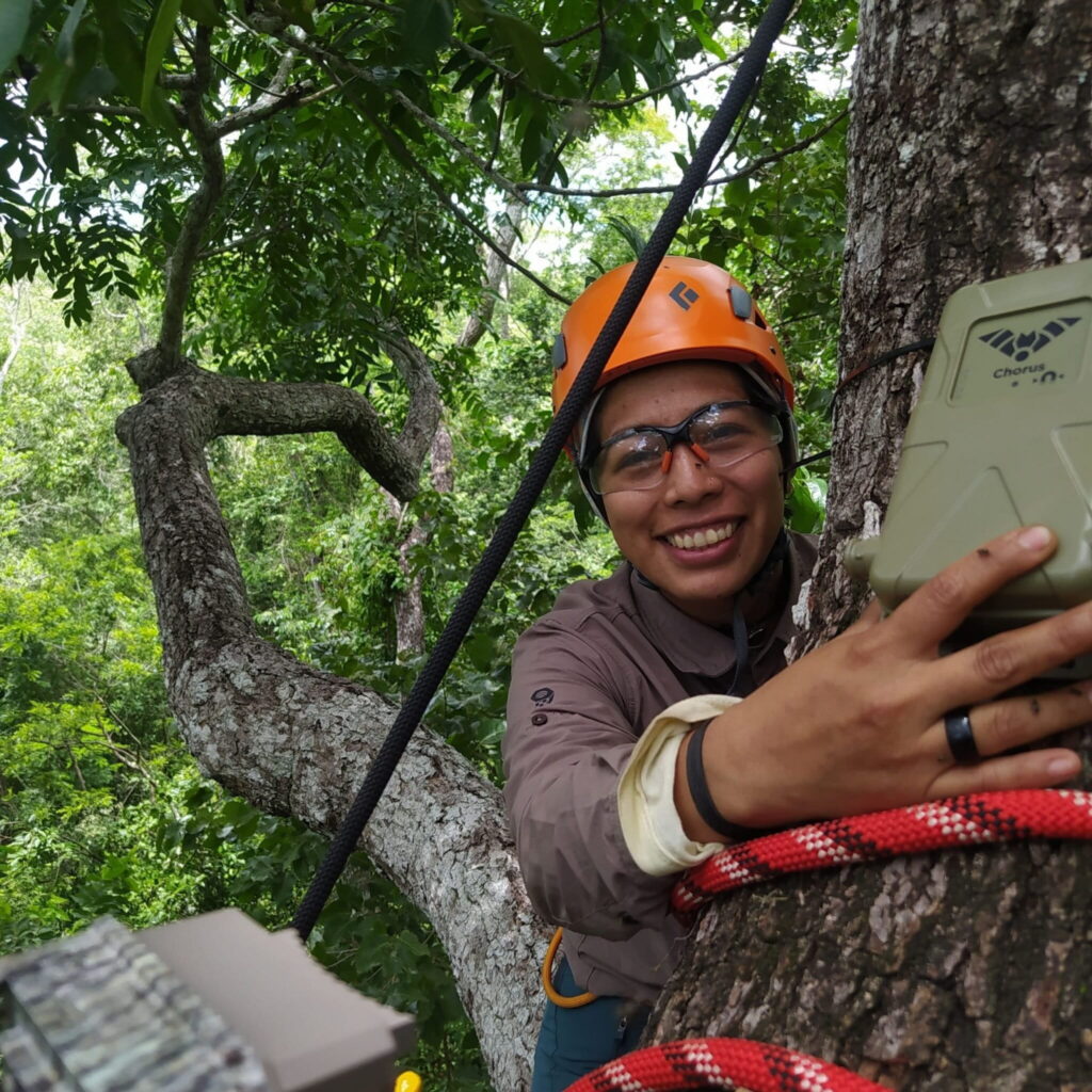 La bióloga Kathrin Barboza instala una cámara trampa en el dosel del Bosque Seco Chiquitano. Foto: Cortesía Luis Acosta