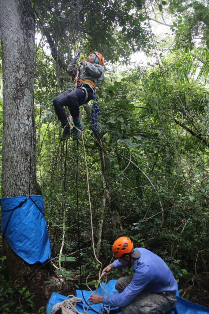 Los investigadores aprendieron a escalar hasta 20 metros de altura para instalar las cámaras trampa. Foto: cortesía Luis Acosta