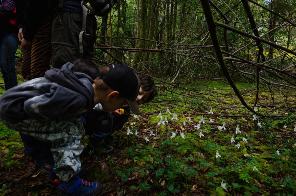 Créditos: Centro de Conservación de Orquídeas Chilenas (CECORCH)