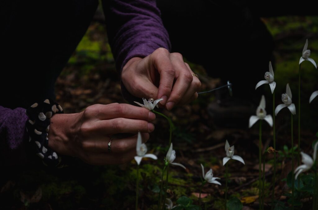 Créditos: Centro de Conservación de Orquídeas Chilenas (CECORCH)