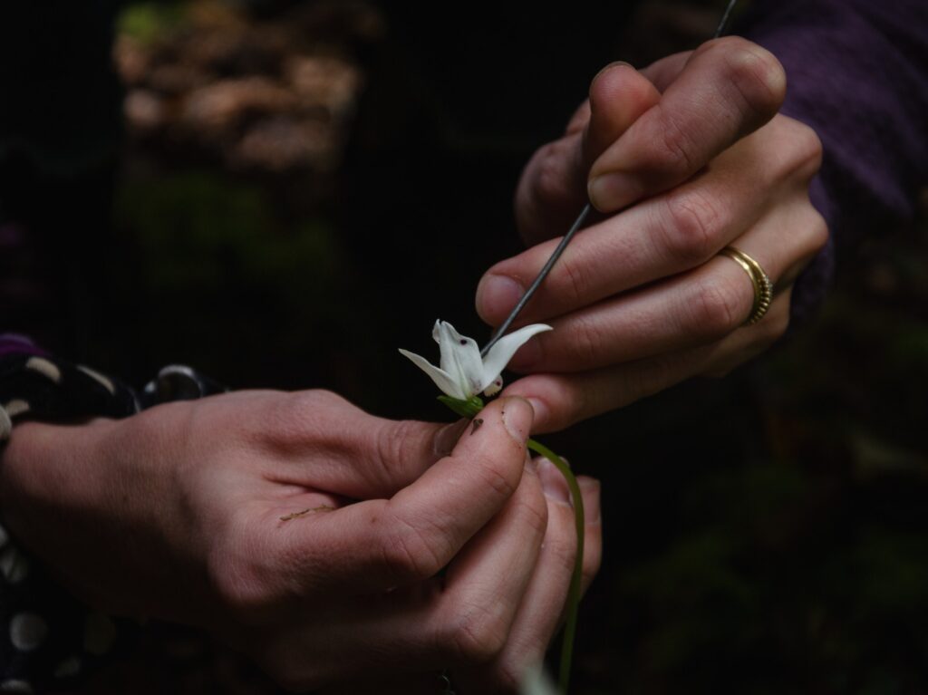 Créditos: Centro de Conservación de Orquídeas Chilenas (CECORCH)