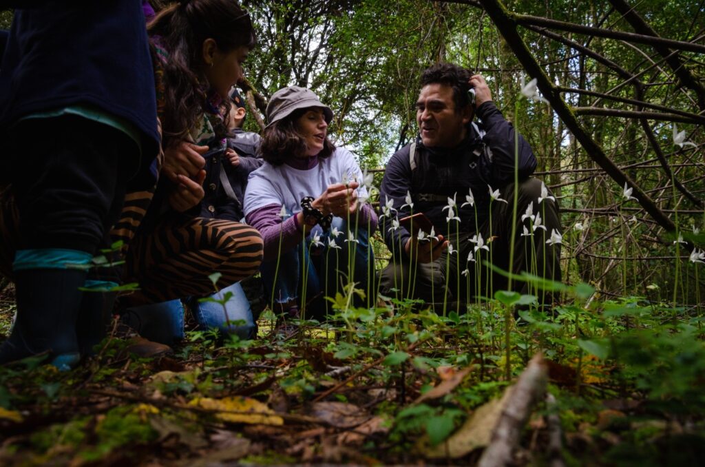 Créditos: Centro de Conservación de Orquídeas Chilenas (CECORCH)