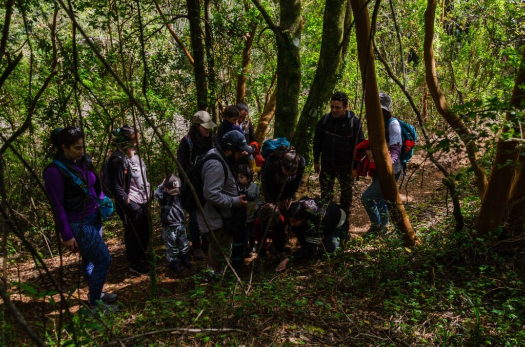 Créditos: Centro de Conservación de Orquídeas Chilenas (CECORCH)