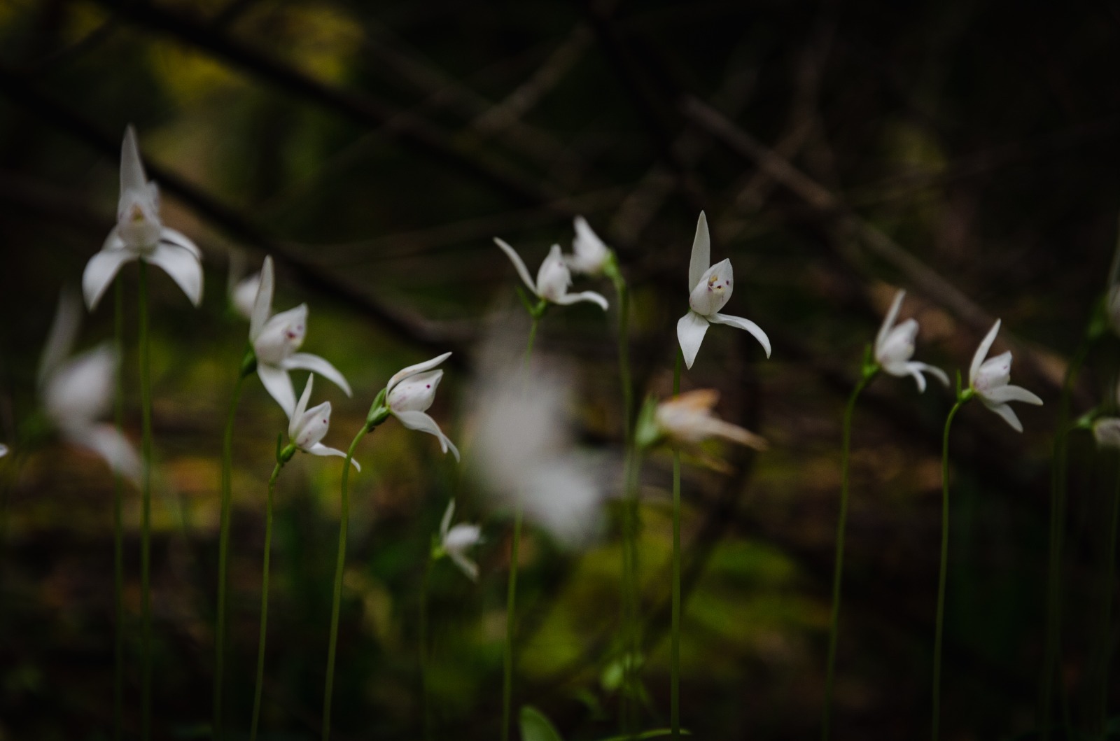 ¿Qué tan amenazadas están las orquídeas chilenas? Inédita evaluación busca determinar su estado de conservación