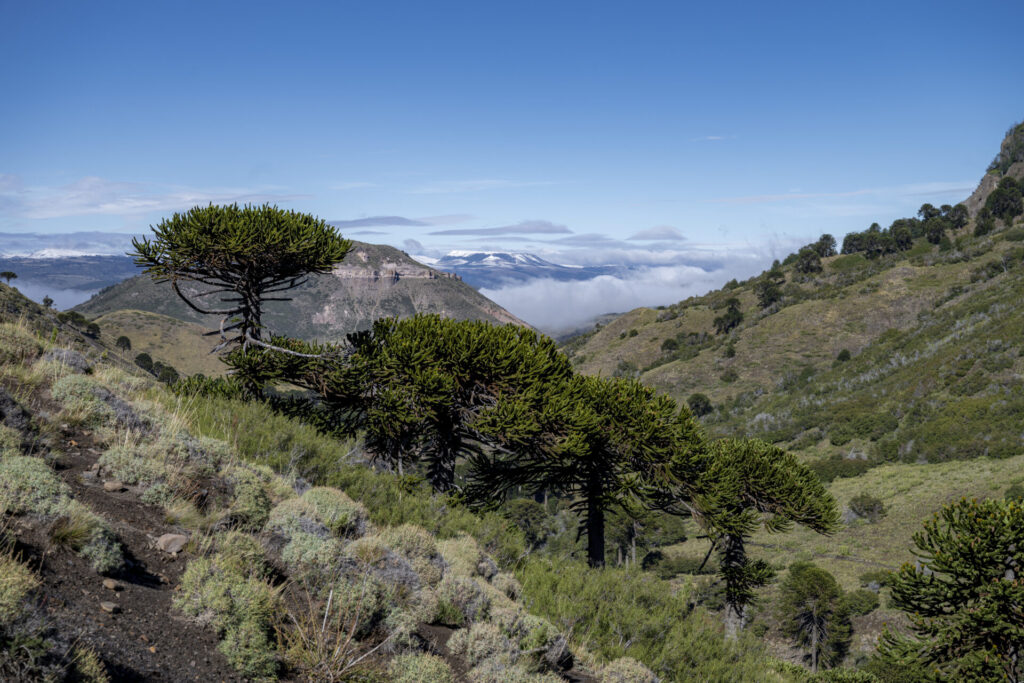 Reserva Nacional Alto Biobío