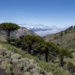Reserva Nacional Alto Biobío