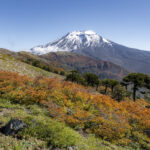 Reserva Nacional Malalcahuello