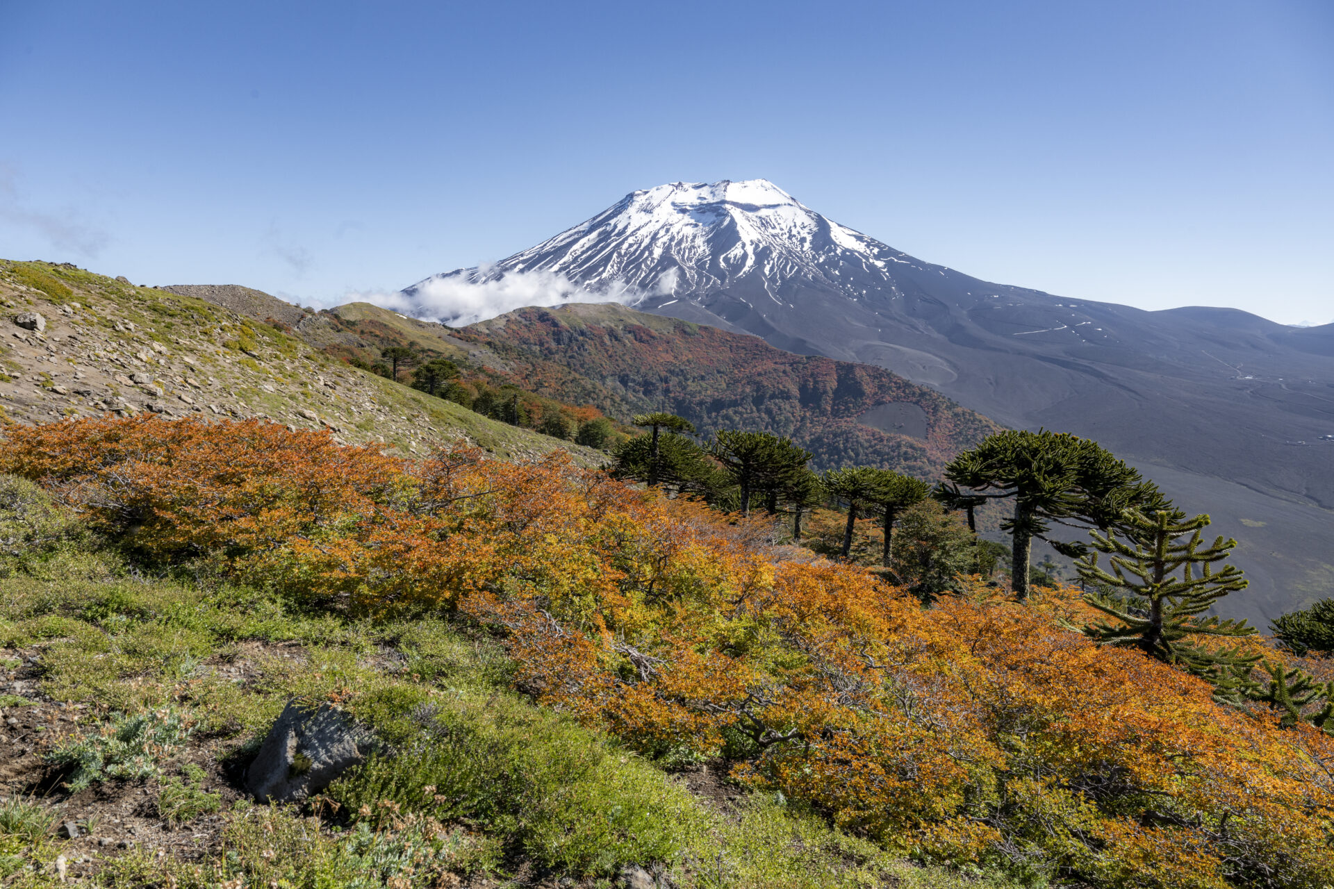 ¿Cuáles has visitado? Conoce las 48 reservas nacionales de Chile