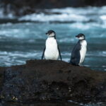 Los pingüinos de Galápagos tienen varias formas de mantenerse frescos, entre esas, jadean como los perros. Foto: Cortesía Aura Banda