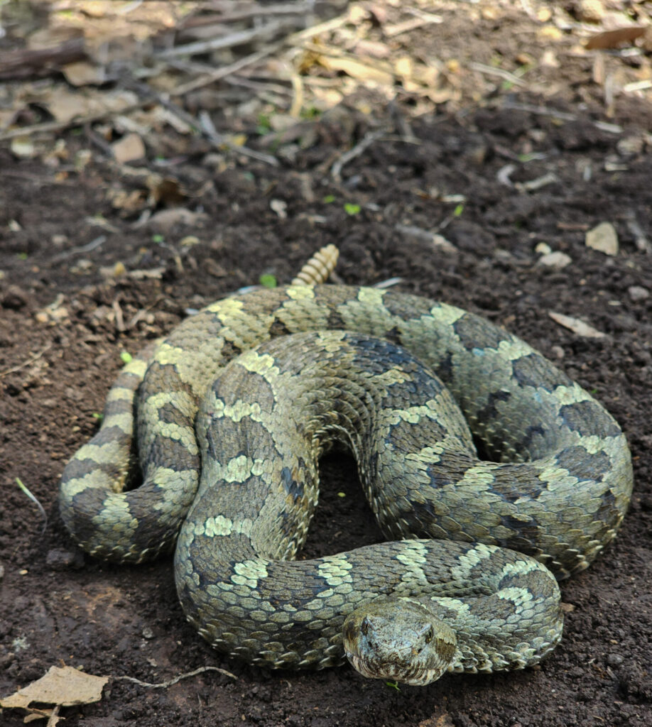 Crotalus aquilus. Créditos: Francisco Miguel Zepeda Mitchell