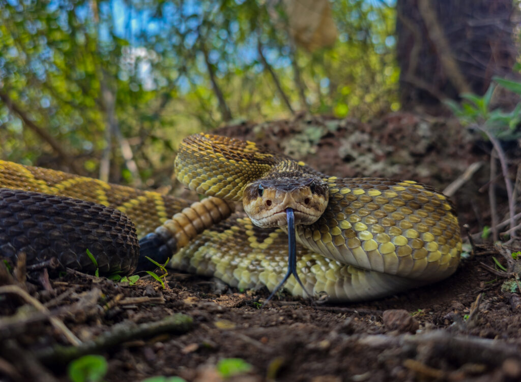 Crotalus molossus. Créditos: Francisco Miguel Zepeda Mitchell
