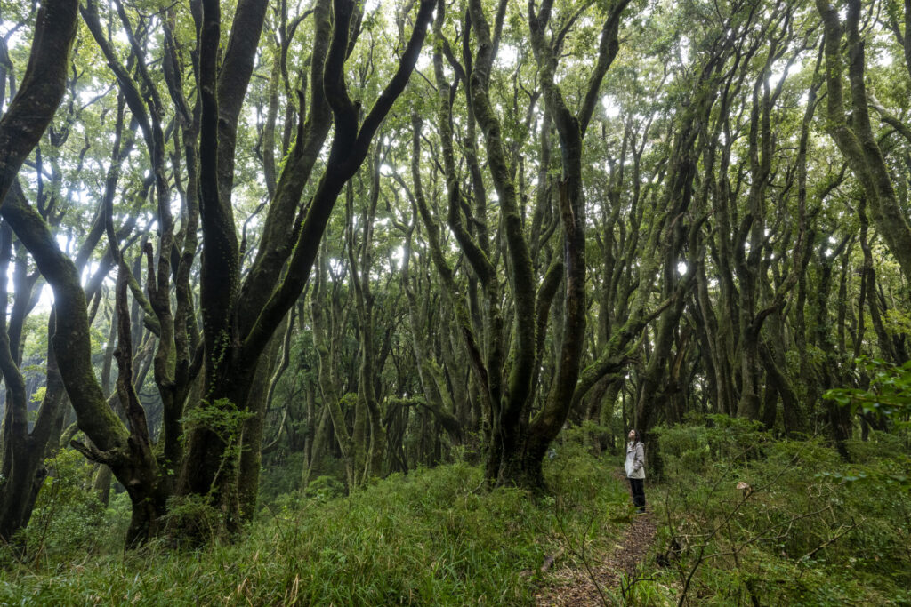 Reserva Nacional Isla Mocha