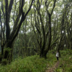Reserva Nacional Isla Mocha