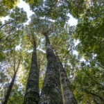 Reserva Nacional Los Queules. Créditos: Benjamín Valenzuela Wallis