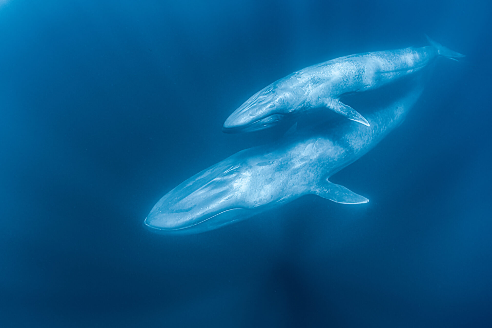 ¿Ballenas o Gas? el documental sobre el futuro del Golfo de California y sus ballenas