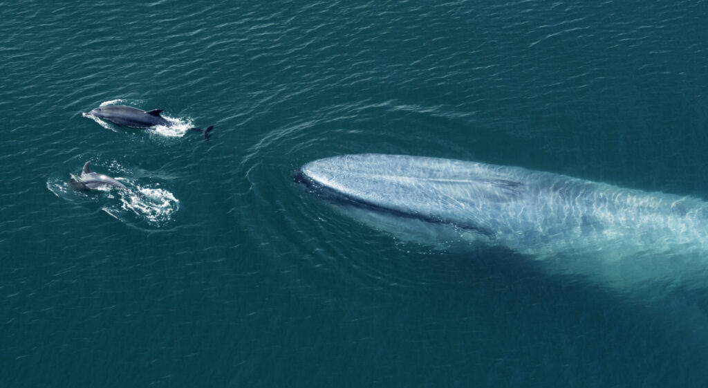 Ballenas del Golfo de California: el documental ¿Ballenas o Gas?, narrado por Jane Fonda en inglés y Ximena Sariñana en español, aborda los riesgos ambientales asociados a los proyectos de gas natural licuado. Cortesía: Conexiones Climáticas 