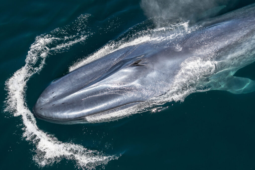  ¿Ballenas o Gas? aborda la controversia en torno a las plantas de gas natural licuado AMIGO GNL y Saguaro, proyectadas en las costas de Sonora y Sinaloa. Cortesía: Conexiones Climáticas