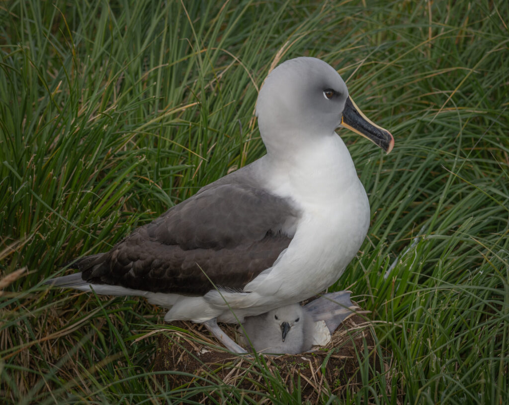 Albatros cabeza gris Créditos: Jaime Ojeda