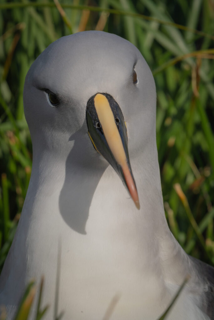Albatros cabeza gris Créditos: Jaime Ojeda
