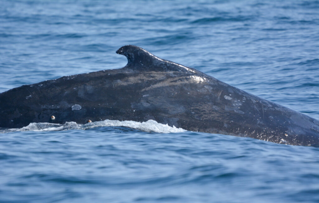 Ballena Jorobada en Reserva Nacional Pingüino de Humboldt - © Pablo Gutiérrez Maier