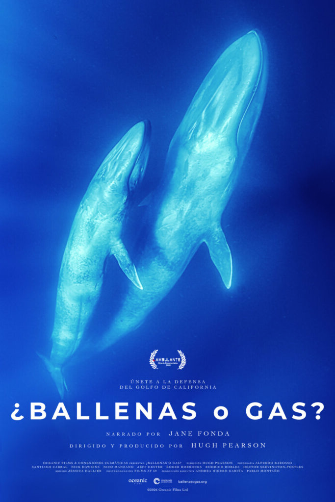 Golfo de California y conservación marina: la campaña ¿Ballenas o Gas? advierte sobre los posibles impactos de las plantas de gas natural licuado, los gasoductos y el tránsito de buques metaneros en los ecosistemas marinos. Cortesía: Conexiones Climáticas 