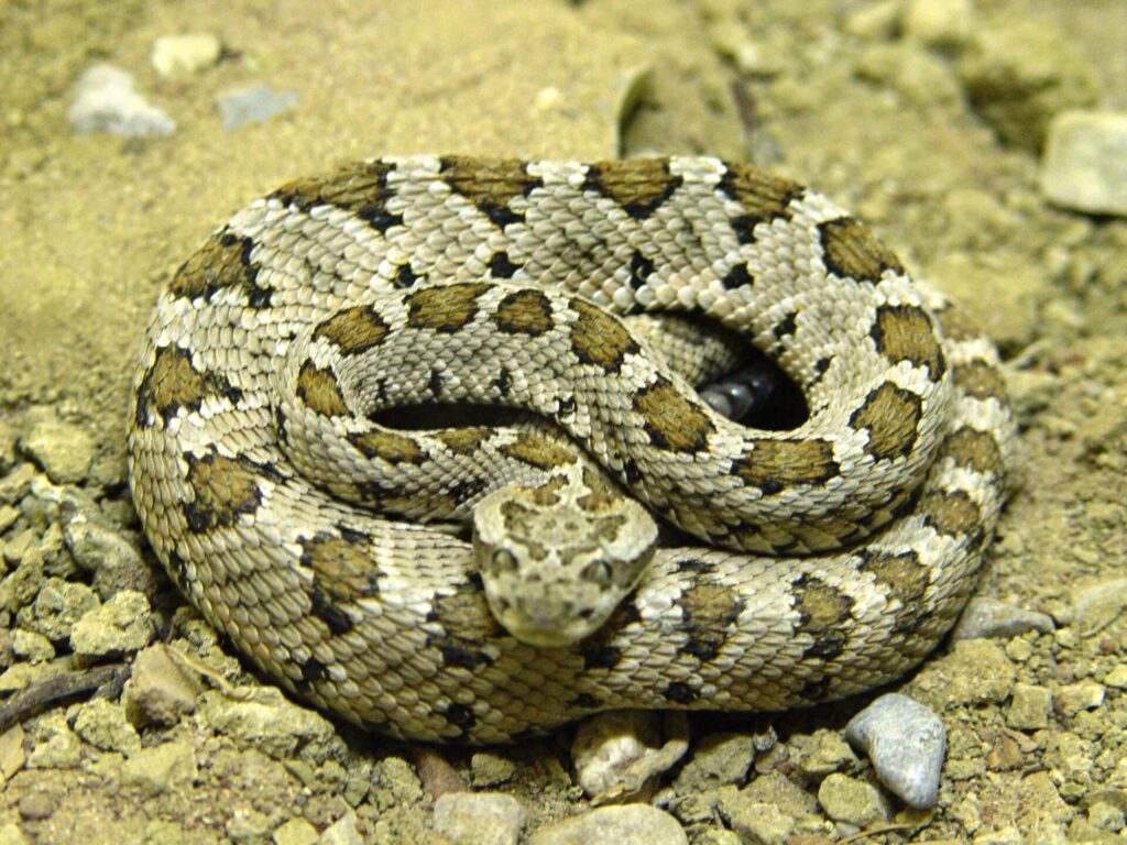 Crotalus enyo. Créditos: Blueag9