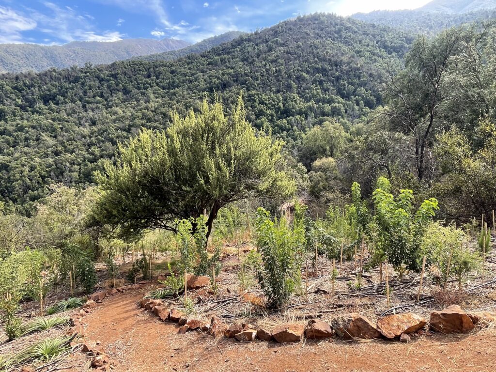 Créditos: Robles de Cantillana