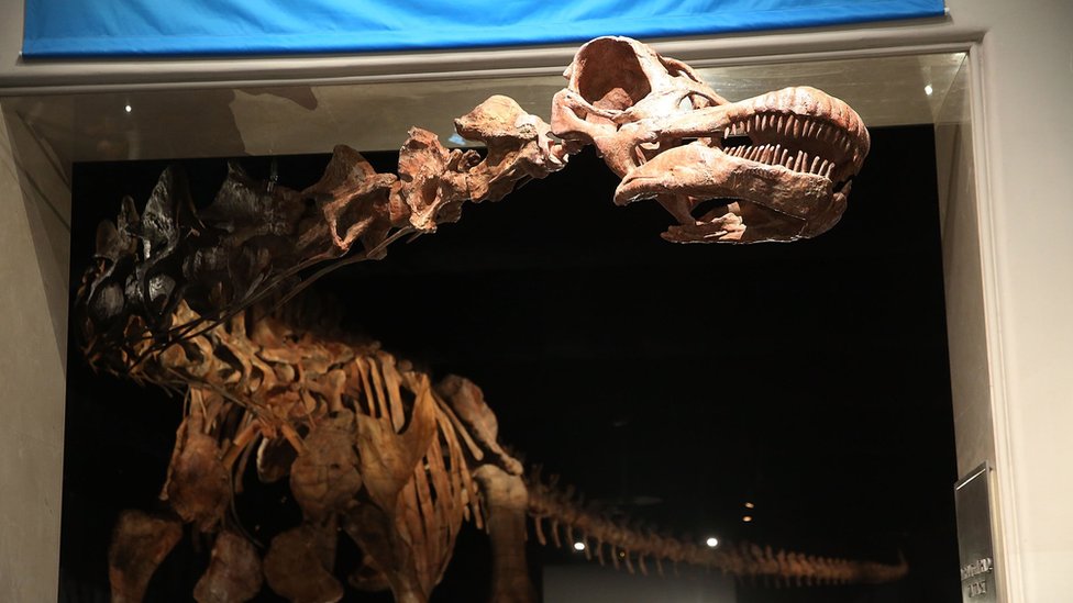 Cabeza del Patagotitan mayorum en el American Museum of Natural History. Créditos: BBC