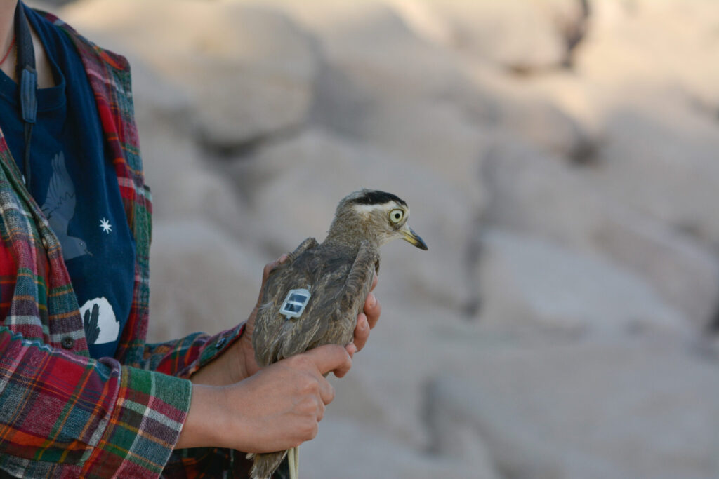 Chorlo cabezón Créditos: Red de Observadores de Aves y Vida Silvestre de Chile