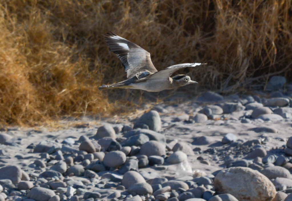 Chorlo cabezón Créditos: Red de Observadores de Aves y Vida Silvestre de Chile