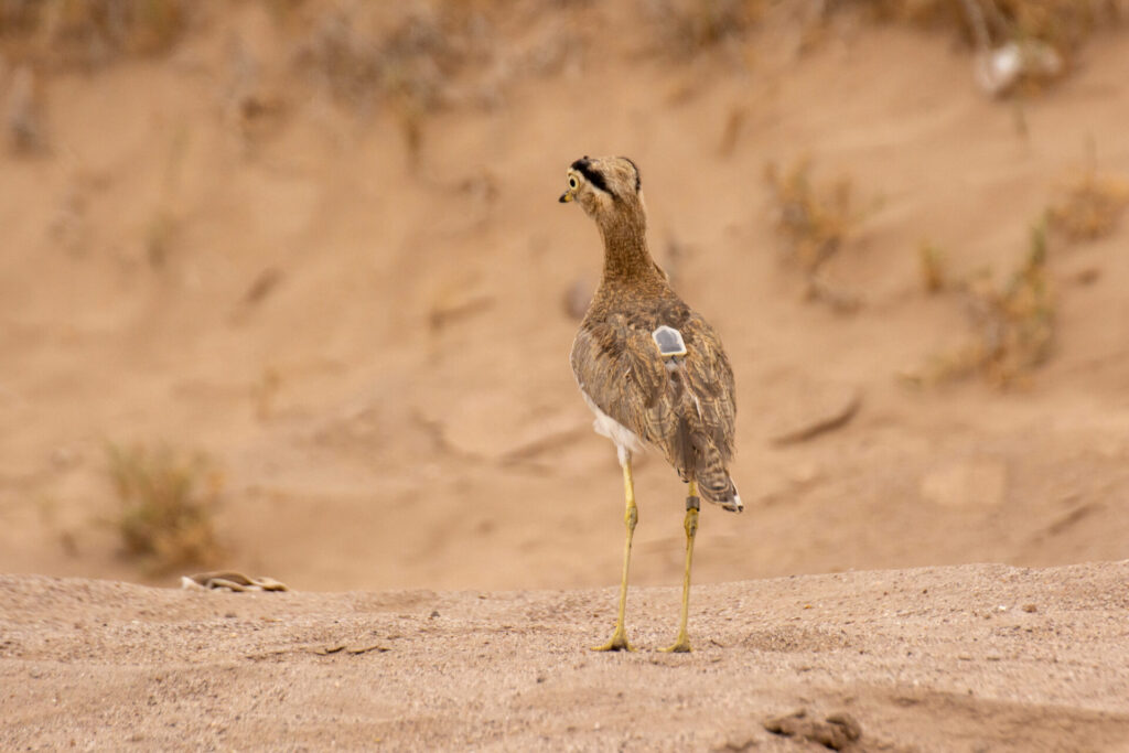 Chorlo cabezón Créditos: Red de Observadores de Aves y Vida Silvestre de Chile