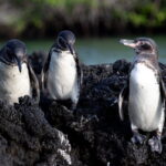 Cuando buscan comida, los pingüinos de Galápagos lo hacen generalmente cerca de la costa y bucean hasta 20 metros de profundidad, aunque
