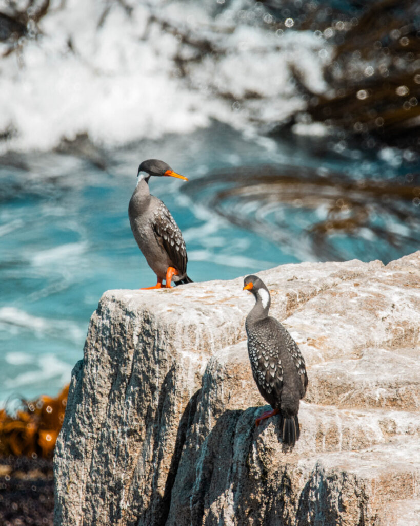 Cormoranes Créditos: Daniela Calderón